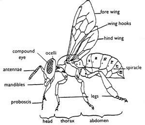 Adult Bee Anatomy (Basic Bee Biology for Beekeepers) – Bee Health