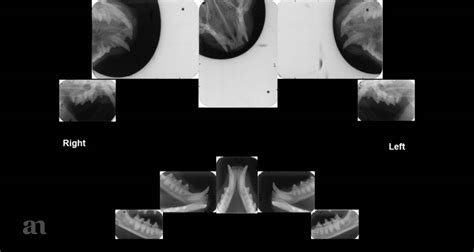 3 Systematically review each dental radiograph