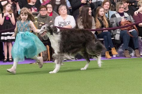 Dog show's young handlers take a grown-up sport in stride | WTVC