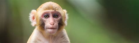 Nonhuman Primate Studies – Kalin Lab – UW–Madison