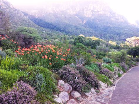 File:Kirstenbosch botanical garden - fynbos - cape town.jpg