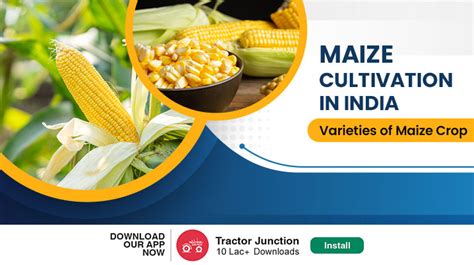 Maize Cultivation and Varieties of Maize Crop in India