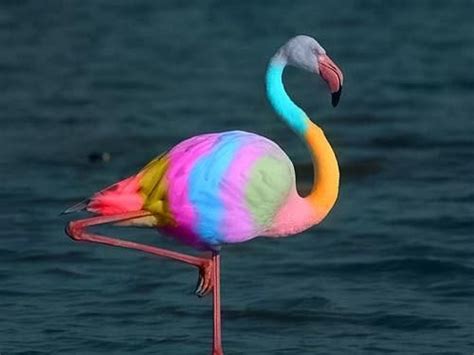 Blue Flamingo