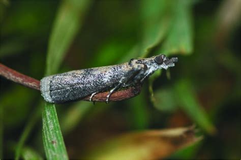 Concern for Navel Orangeworm Mating Disruption - Pacific Nut Producer ...