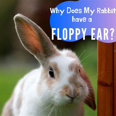 Why Is My Rabbit's Ear Floppy? Lop Genes and Other Causes - PetHelpful