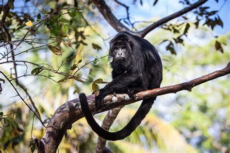 Howler monkeys navigate using adaptable mental maps, just like humans ...