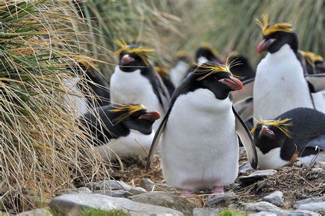 We spotted some Macaroni penguins in South Georgia. Macaroni penguins ...