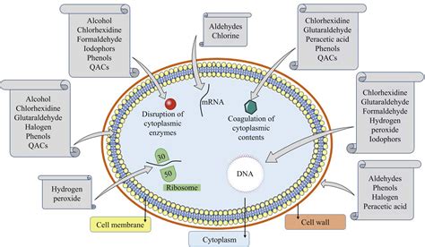 Biocide resistance in Acinetobacter baumannii: appraising the ...