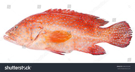 8,424 Red Grouper Fish Images, Stock Photos & Vectors | Shutterstock