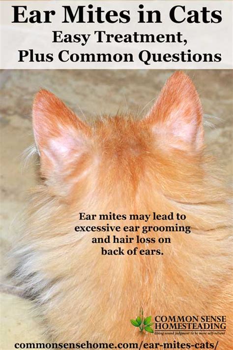 Ear Mites in Cats - Easy Treatment, Plus Common Questions