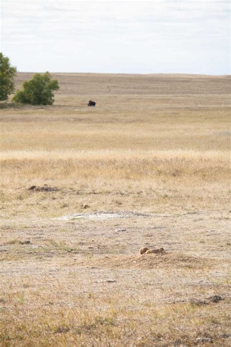 5 Best Places to See Wildlife in Badlands National Park - The National ...