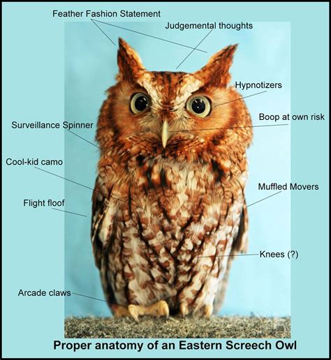 Owl Anatomy Meme – Be Your Own Birder