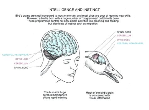 Bird Anatomy