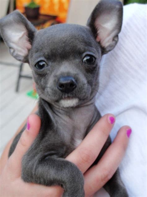 Blue Chihuahua | All I've Got is a Photograph... | Teacup chihuahua puppies, Blue chihuahua ...