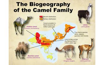 Evidence For Evolution - Biogeography | Educreations