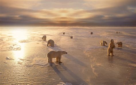 Polar bears, cold, winter, snow, sunset wallpaper | animals | Wallpaper Better