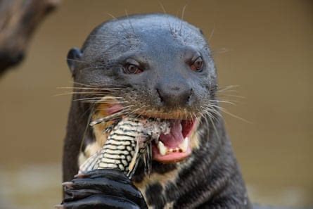 ‘A huge surprise’ as giant river otter feared extinct in Argentina pops ...