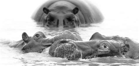 Hippo Mating & Gestation - St Lucia South Africa