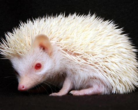 Albino Hedgehog - Wild Animals Photo (2785478) - Fanpop