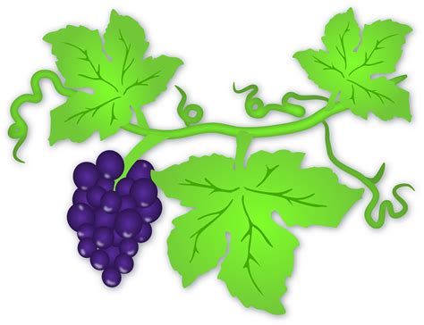 Grape Tree, Grape Vines, Art Clipart, Clipart Images, 12 Tribes Of Israel, Vine Leaves, Clip Art ...