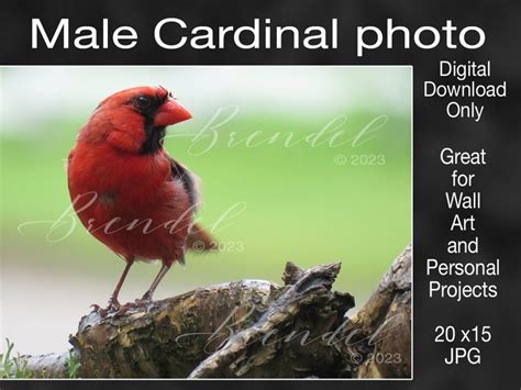 Male Cardinal Bird Photo Digital Download Only - Etsy