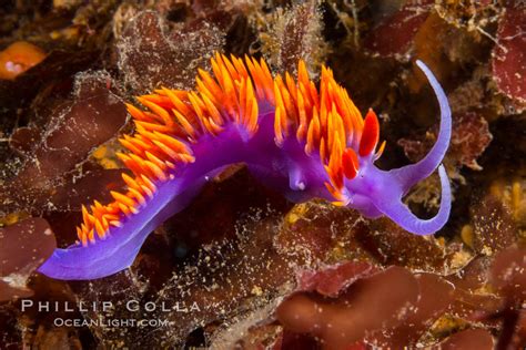 Purple Sea Slug Purple Sea Slugs Surprise Beachgoers In Northern California - butlerseedgroup