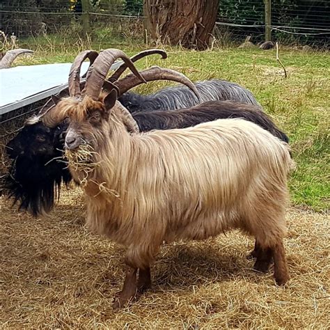 Conservation Grazing - The Old Irish Goat