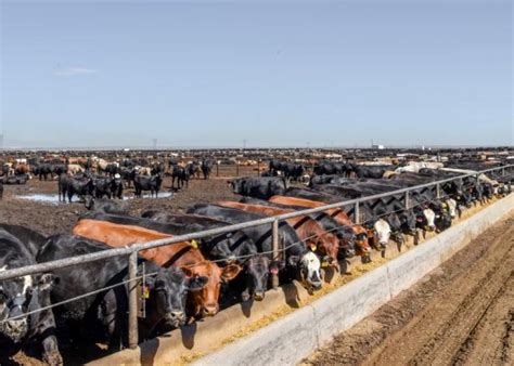 Peel: Feedlot Production and Cattle Slaughter | Drovers