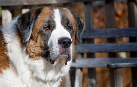 Top Saint Bernard Names: Pick the Perfect Moniker!