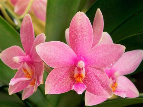 Awesome Picture Of Pink Orchid Flower Free Download – Wallsev.com ...