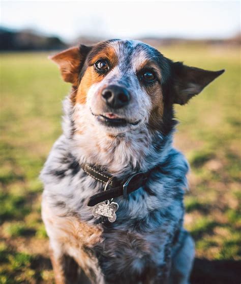 Dogs of Zilker Park on Instagram: “Sookie, the 6yr old Cowboy Corgi (Blue Heeler/Corgi mix ...