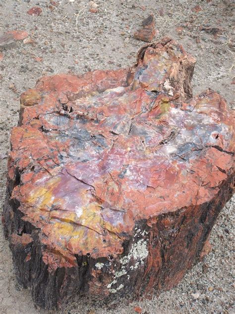 The Petrified Forest is known for its fossils, especially fallen trees ...