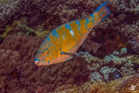 Blue Barred Parrotfish Facts and Photographs | Seaunseen