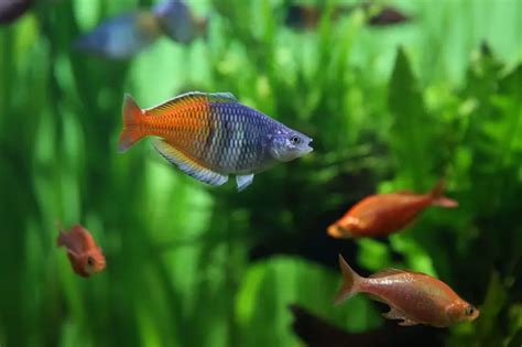 Boesemani Rainbowfish - A Complete Care Guide | Fishkeeping World