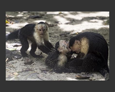 Wild Cahuita | Cahuita, Wild, Wildlife