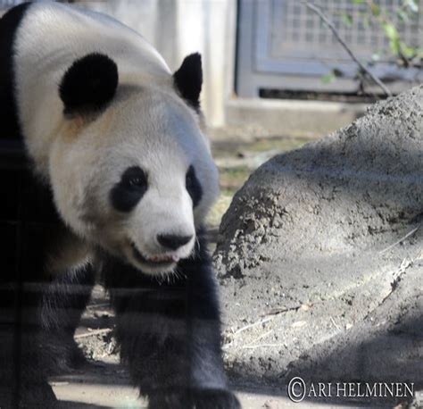 Panda 恩賜上野動物園 Ueno Zoo Tokyo | Pandas' life looks so relaxin… | Flickr