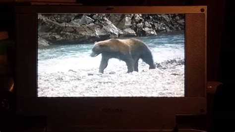 Wolf and a bear fight - YouTube