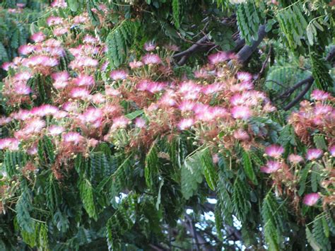 50pcs Samanea Saman Fresh Seeds Free 10 Royal Poinciana & | Etsy