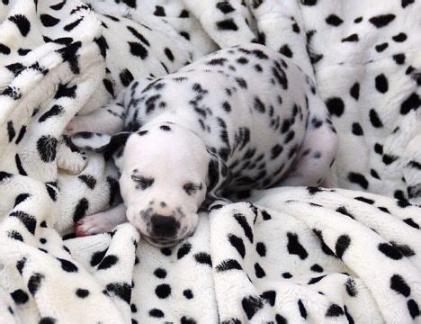 All spots! Dalmatian puppy (4 weeks) | Dalmatian puppy, Dalmatian, Dalmatian dogs