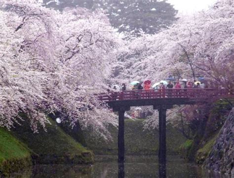 misawa japan cherry blossom festival - Google Search | Places I Love | Pinterest | Cherry ...