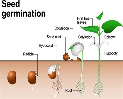 Pin by ngam on การศึกษา in 2020 | Plant life cycle, Germination, Plant life