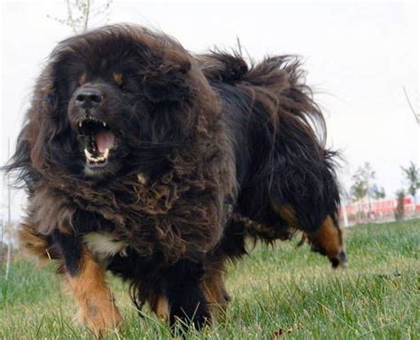 Pin on mastiff