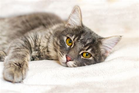 Gabapentin for Cats: Benefits and Side Effects - Pet Insurance Review