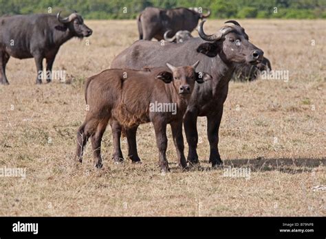 African buffalo syncerus cow calf hi-res stock photography and images ...