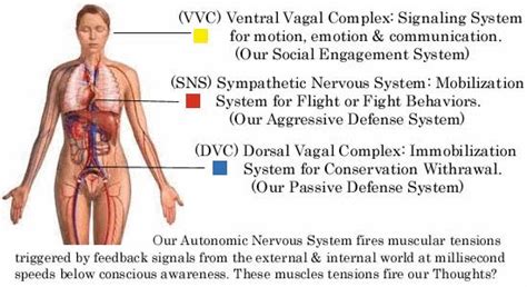 Polyvagal Theory: Trauma as Reptilian Freeze | "Don't Try This Alone"