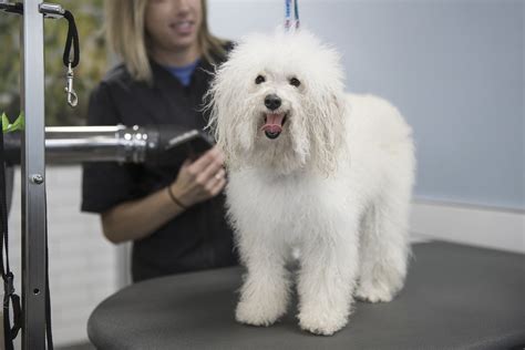 Prepare Pets for Better Grooming Visits