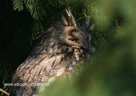 Hungary's wildlife wildlife of Hungary - About Hungary.net