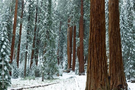 Redwood forest in winter Stock Photo | Adobe Stock