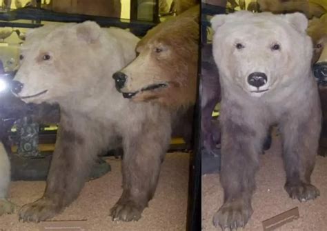 Pizzly Bear: 10 Fascinating Facts About Polar-Grizzly Hybrids - Our Planet