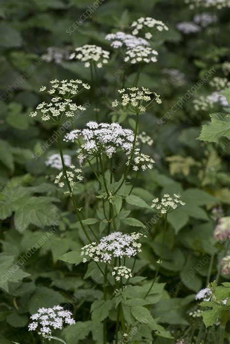 Ground elder flowering - Stock Image - C043/7039 - Science Photo Library